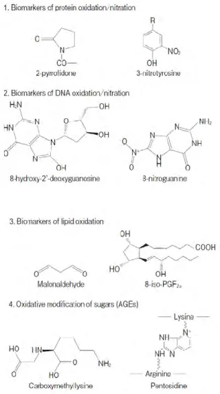 Figure 10 : Structure chimique de quelques biomarqueurs de stress oxydant.   Schéma tiré d’Ogino et al
