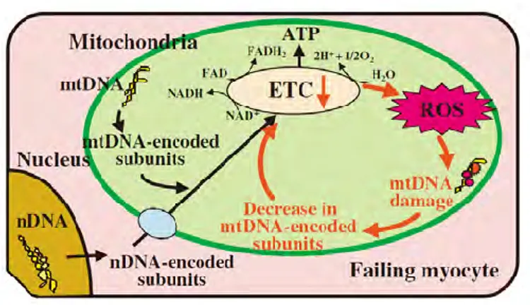 Figure 11 : Représentation schématique du lien existant entre ROS, lésion de l’ADNmt et dysfonction  de la chaîne respiratoire mitochondriale 