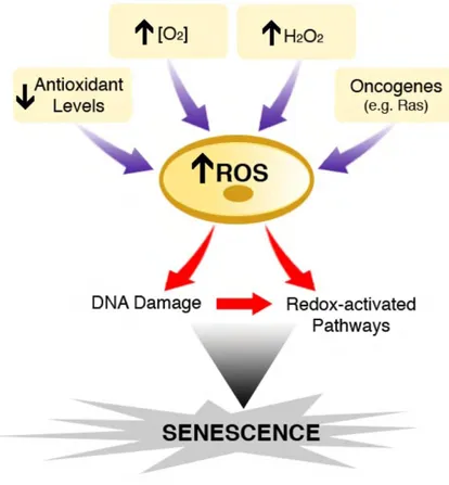 Figure 12 : Représentation schématique du lien entre ROS et sénescence.  Figure tirée de Teng Lu and Toren Finkel 2008 [390] 