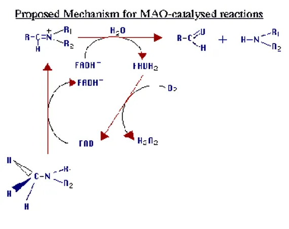 Figure 13 : Déamination oxydative des amines biogènes par la MAO  Figure tirée de Dostert P 1994  [391] 