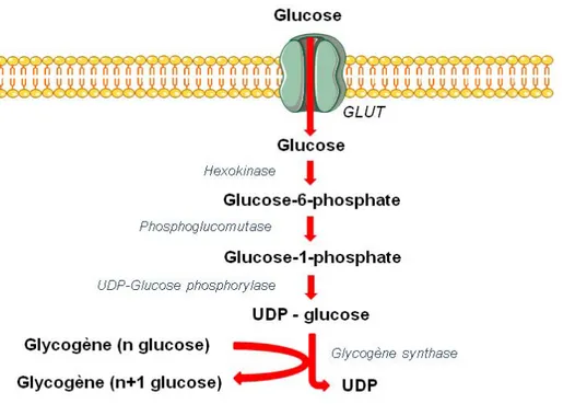 Figure 2 : Voie de la glycogénogénèse. Au sein du muscle ou du foie, le glucose entre dans 