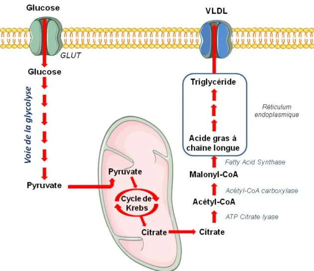 Figure 3 : Voie de la lipogenèse. Le pyruvate issu de la glycolyse est acheminé au sein de la 