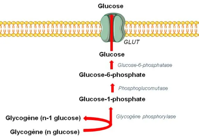 Figure 4 : Voie de la glycogénolyse. La glycogène phosphorylase détache une molécule de 