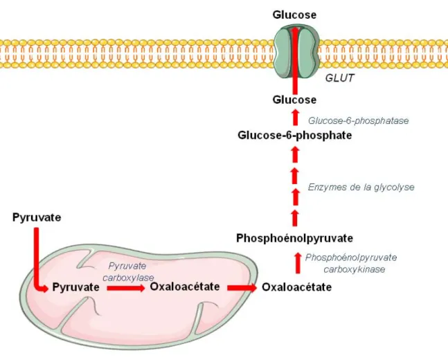 Figure 5 : Voie de la néoglucogénèse. Le pyruvate est transformé en oxaloacétate par 