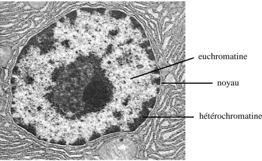 Figure 4 : Niveaux supérieurs d’organisation de l’ADN au sein du noyau
