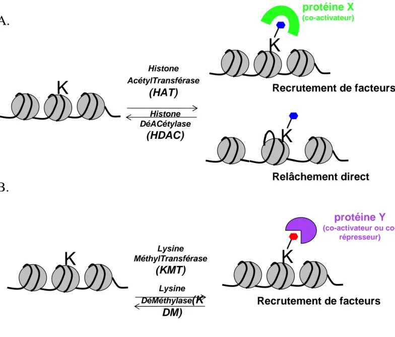 Figure 7 : Acétylation et méthylation des histones