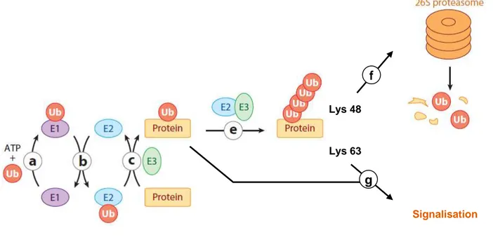 Figure 8 : Ubiquitination des protéines