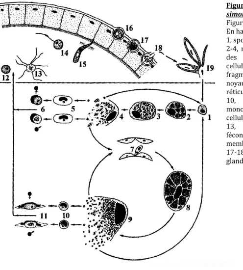 Figure  12.  Cycle  de  vie  de  Leucocytozoon 