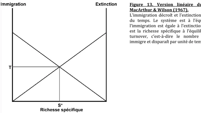 Figure  13.  Version  linéaire  du  modèle  de  MacArthur &amp; Wilson (1967).  