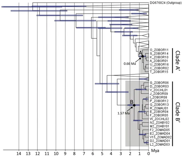 Figure 4. Chronogram of Leucocytozoon lineages.  