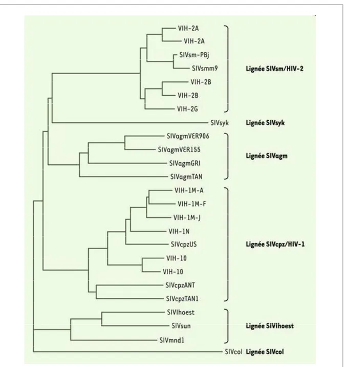 Figure 1. Arbre phylogénétique des différentes souches de VIH et VIS (S pour Simien).