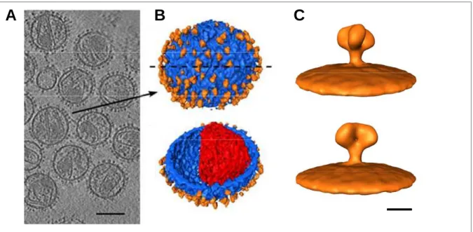 Figure 6. Structure des sous-unités de la protéine d'enveloppe Env.