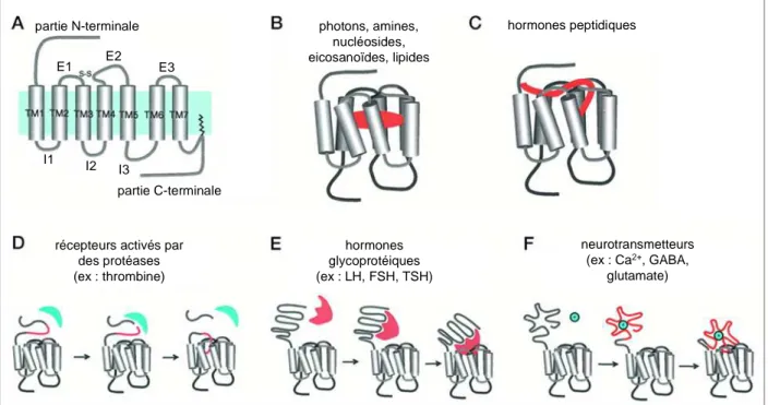Figure 13. Structure schématique d'un RCPG et différents types d'interactions ligands-RCPG.