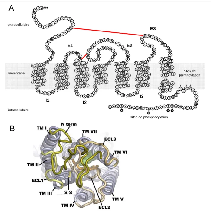 Figure  14.  Séquence  protéique  du  récepteur  CCR5  et  vue  de  la  face  externe  de  la  structure  3D  d'un  RCPG.