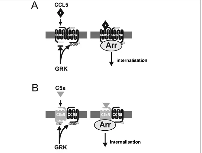Figure  17.  Internalisation  du  récepteur  CCR5  par  complémentation  via  des  homo- ou  hétéro- hétéro-dimères.