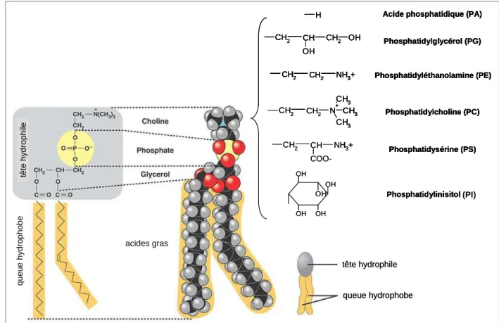 Figure 20. Structure d'un glycérophospholipide et formules des différents groupements polaires.