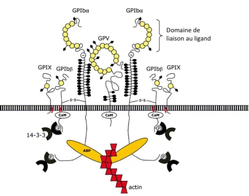 Figure 5 : Structure du complexe GPIb-IX-V (d’après Canobbio et al., 2004). 