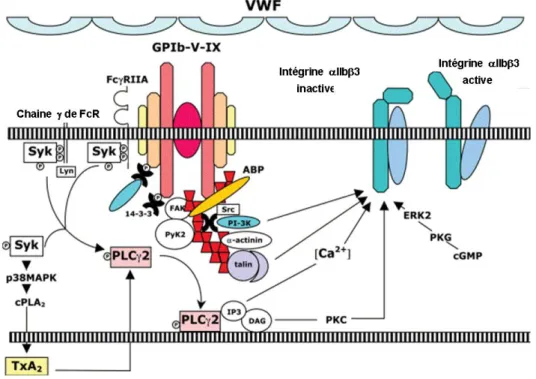 Figure 6 : Voies de signalisation organisées autour du complexe GPIb-V-IX engagé. 