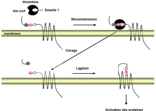 Figure  11 : Mécanisme  d’activation  de  PAR1.  PAR :  Protease-Activated  Receptor   (d’après 