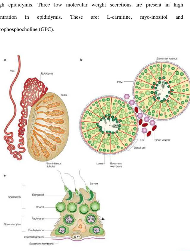 Figure  2.  (a)  Cross-section  through  a  testis,  showing  the  location  of  the  seminiferous 