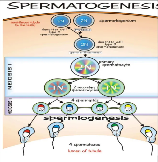 Figure  4.  Germ  cell  division,  proliferation  and  differentiation  during  spermatogenesis 