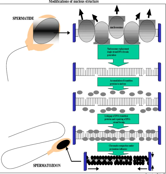 Figure 5. Nuclear compaction during spermiogenesis (Modified from Sergerie et al., 