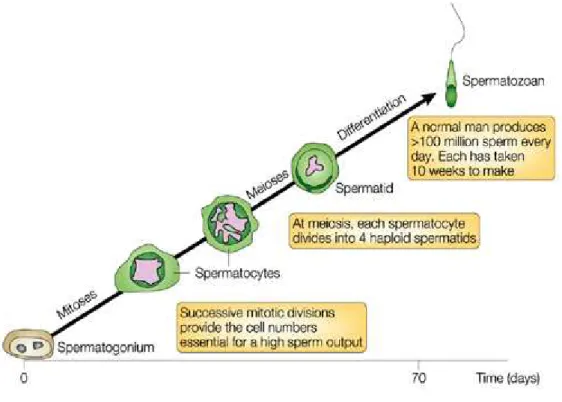 Figure 6.  Stages of spermatogenesis: time course of human spermatogenesis (Cooke and 