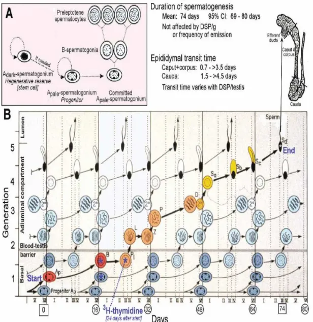 Figure 7. Spermatogenic cycle in man (Amann, 2008).  