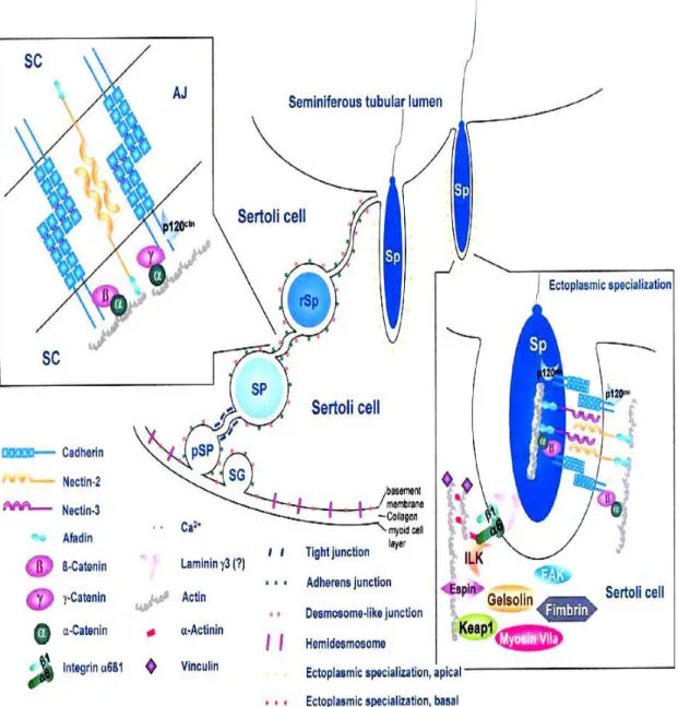 Figure  8.  Schematic  diagram  illustrating  the  structural  units  of  the  adherens  junctions  in 