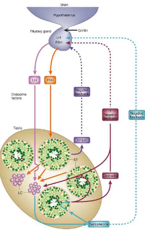 Figure  9.  Intrinsic  and  extrinsic  regulations  of  spermatogenesis  (Cooke  and  Saunders, 