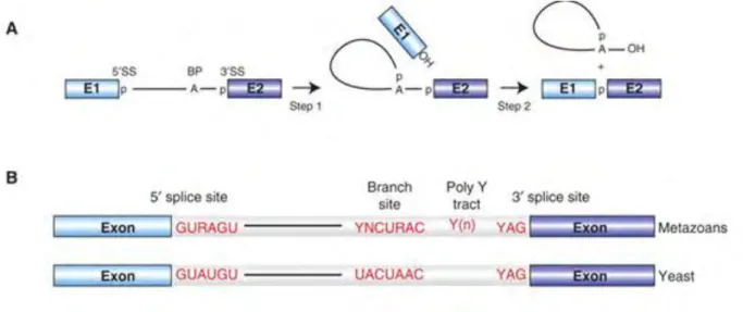 Figure 4. Catalytic reactions and conserved sequence elements of splicing. A. 