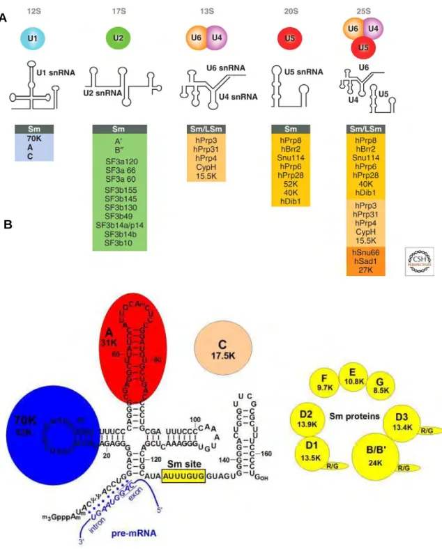 Figure  5.  Protein  composition  and  snRNA  secondary  structures  of  the  major  human spliceosomal snRNPs