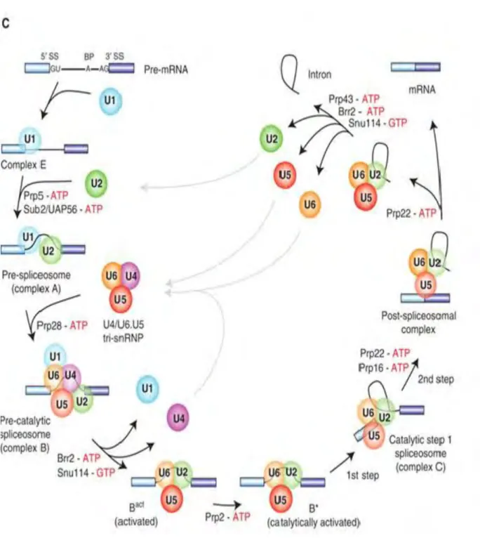 Figure  6.  Pre-mRNA  splicing  by  the  U2-type  spliceosome.  Canonical  cross-