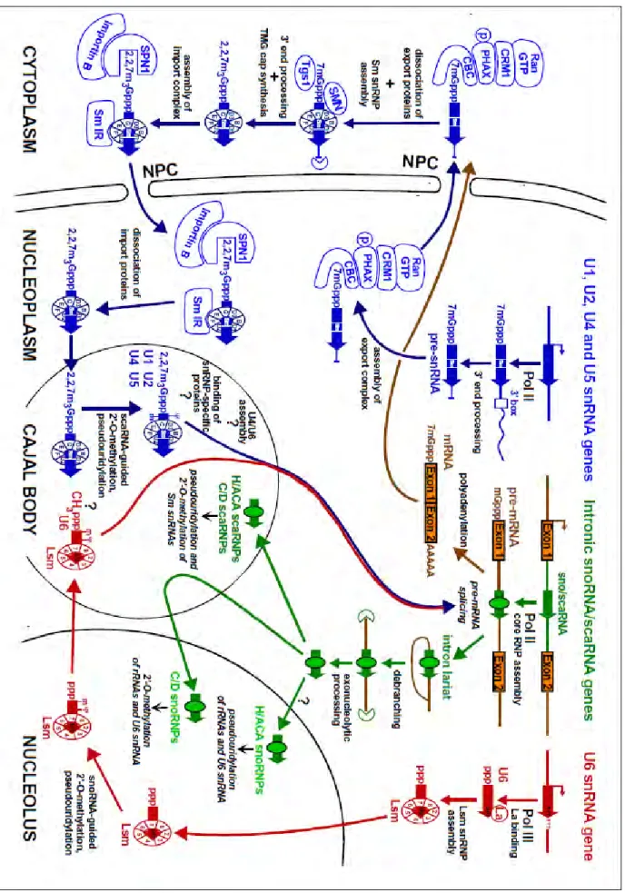 Figure 7. Biogenesis of small RNPs in mammals. Adapted from (Kiss, 2004) 