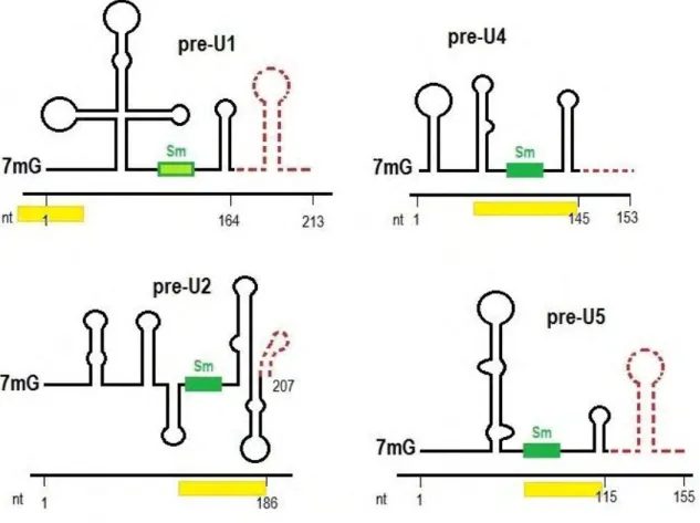Figure 8. Schematic structure of precursor spliceosomal snRNAs and minimal  sequences  necessary  for  SMN  binding  in  the  cytoplasm