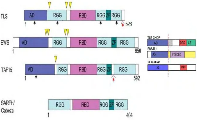 Figure  9.  Domain  structure  of  FET  and  SARFH/CABEZA  proteins.  Schematic  view of TLS-CHOP, EWS-FLI1, and TAF15-NR4A3 fusion proteins generated in  human  cancers