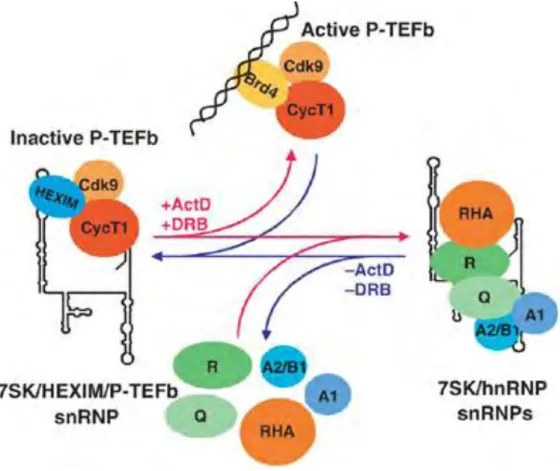Figure  12.  A  model  for  regulation  of  the  nuclear  level  of  active  P-TEFb  by  dynamic  and  reversible  remodelling  of  7SK  snRNPs