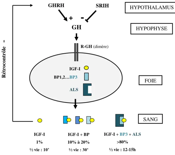 Figure 6 : Représentation schématique de l’axe somatotrope : son activation et sa régulation  (d’après (M.C