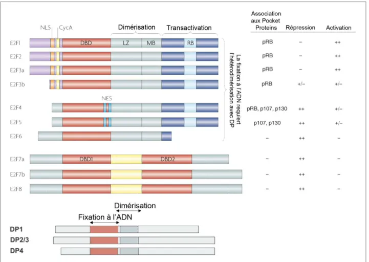 Figure 4. La famille de facteurs de transcription E2F chez les eucaryotes supérieurs.