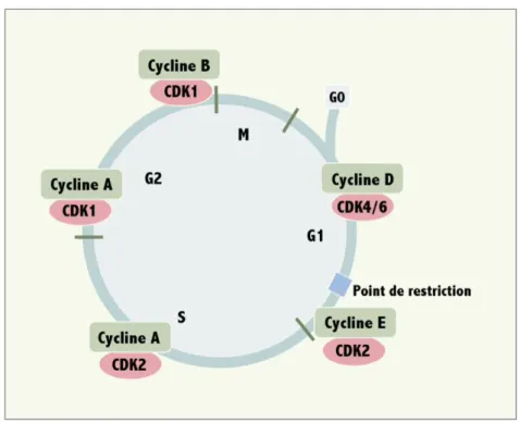 Figure 9. Contrôle du cycle cellulaire par les complexes Cdk Cycline
