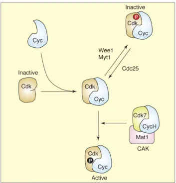 Figure 10. Contrôle de l’activité des complexes Cdk Cycline par dé/phosphorylation