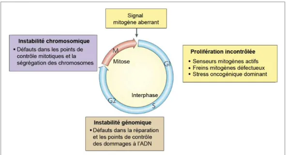 Figure 13. Défauts majeurs du cycle cellulaire impliqués dans le cancer.