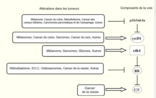 Figure 15. La voie de signalisation E2F/RB dans les cancers humains.