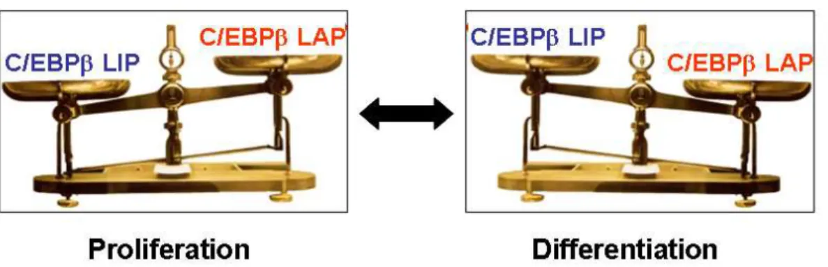 Figure 16: Impact du ratio LAP/LIP sur le devenir cellulaire. 