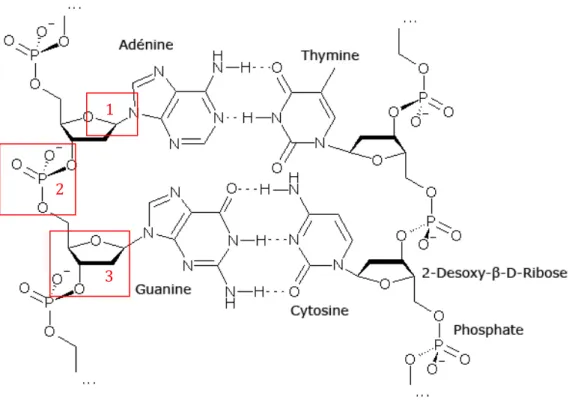 Figure 7 : Conséquences des processus enzymatiques, hydrolytiques et oxidatifs sur la  fragmentation  de la molécule d’ADN 