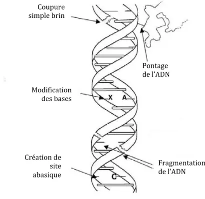 Figure 9 : Les différents dommages « post mortem » subis par la molécule d’ADNCoupure simple brin Modification des bases Création de site abasique Fragmentation de l’ADN Pontage de l’ADN 