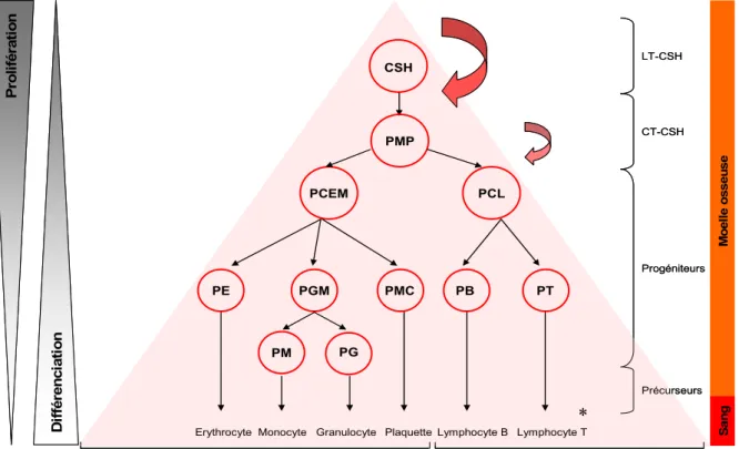 Figure 1 : Schéma de l’hématopoïèse classique.  Le modèle classique de l’hématopoïèse 
