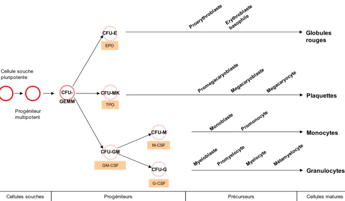 Figure 4 : Schéma de la myélopoïèse.  Les facteurs solubles spécifiques de chaque type 