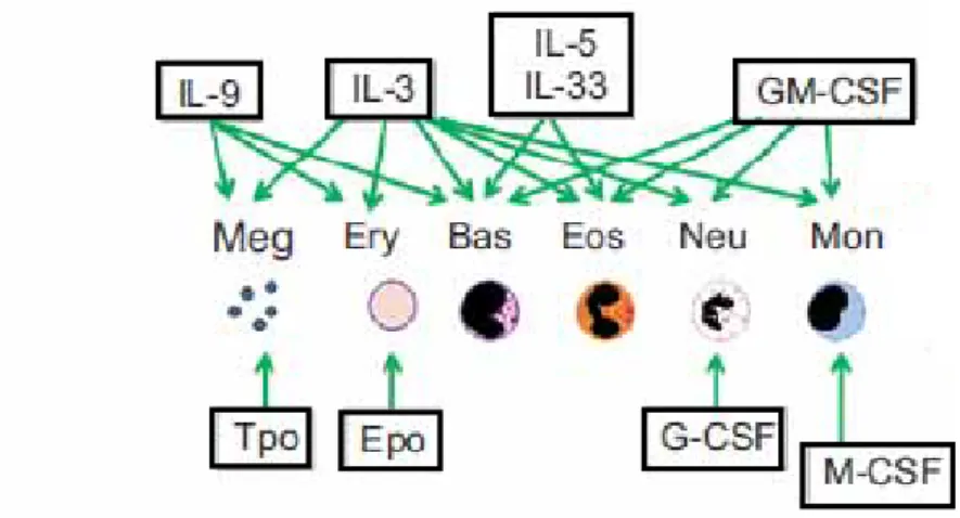 Figure 6 : Facteurs solubles impliquées dans la différenciation.  IL :  Interleukine, GM-