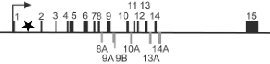 Figure 9 : Structure du gène MYB. La séquence d’atténuation est représentée par une étoile